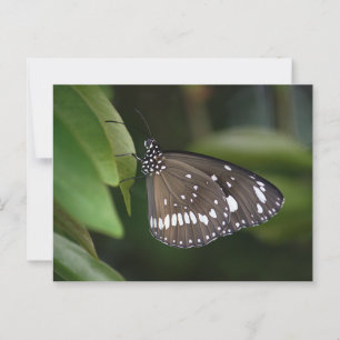 Common Crow Butterfly Postcard