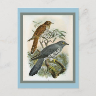 Common Cuckoo Vintage Bird Illustration Postcard