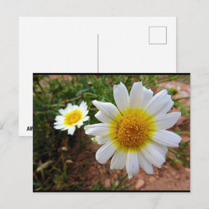 Common Daisies Postcard