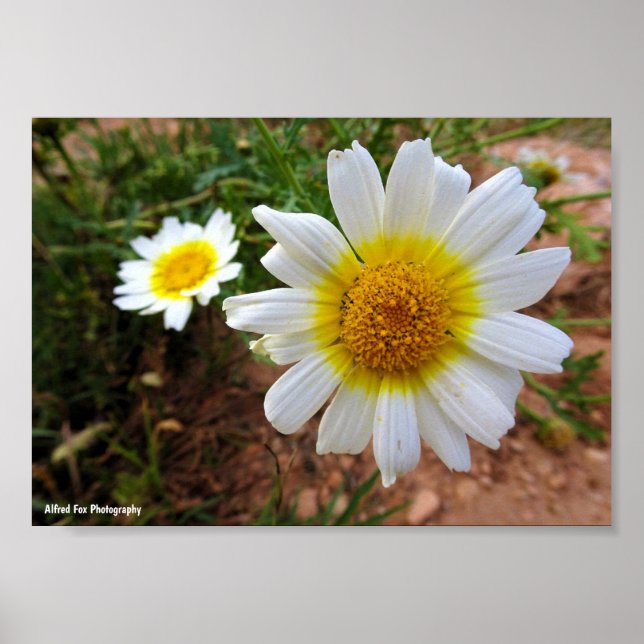 Common Daisies Poster (Front)