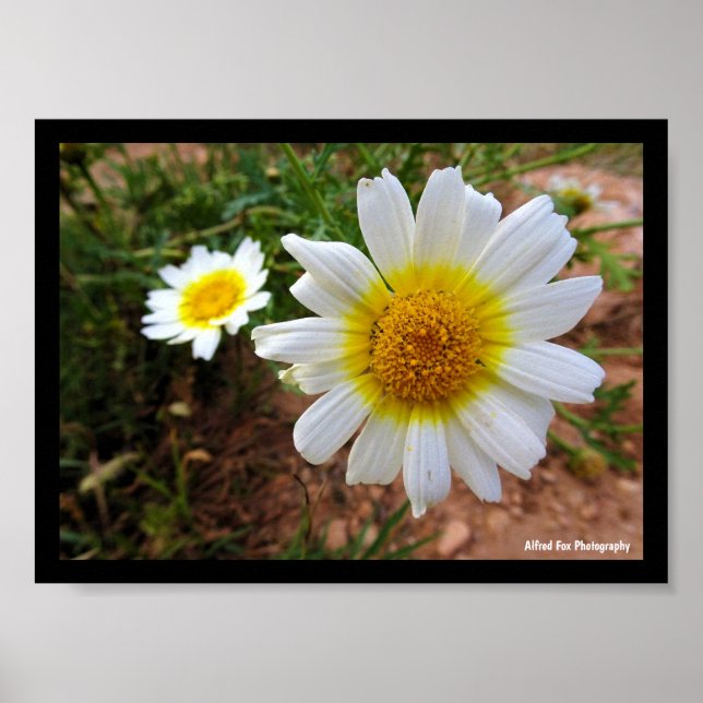 Common Daisies Poster (Front)