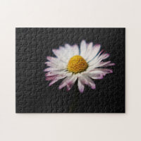 Common Daisy 11x14 252pc jpa