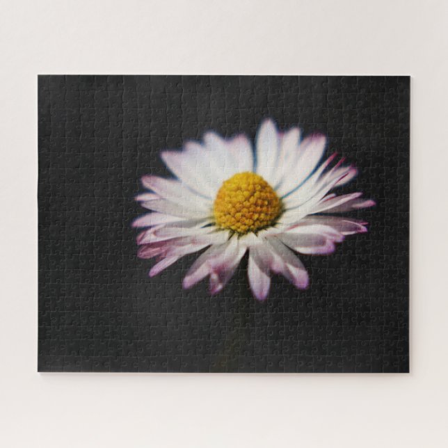 Common Daisy 16x20 520pc jpcnm Jigsaw Puzzle (Horizontal)