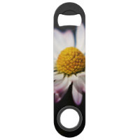 Common Daisy bocnm