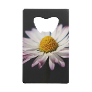 Common Daisy bocnm