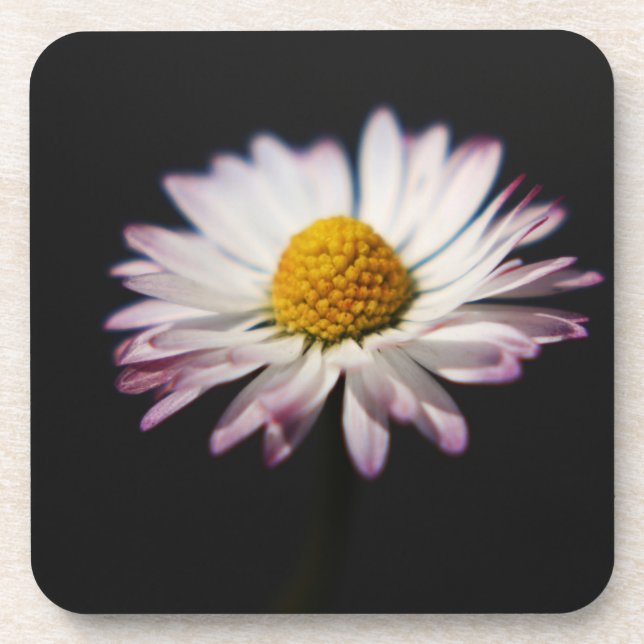 Common Daisy coastercna Coaster (Front)