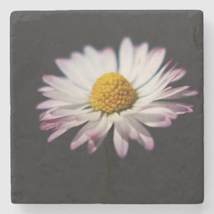 Common Daisy coastercnm Stone Coaster