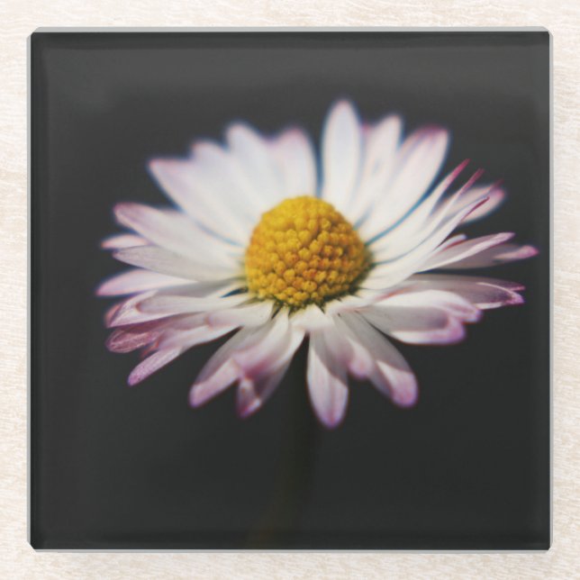 Common Daisy coasterm Glass Coaster (Front)