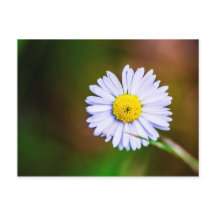 Common daisy flower Postcard