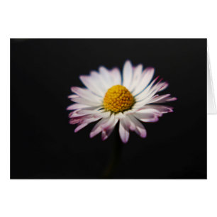 Common Daisy gccnm
