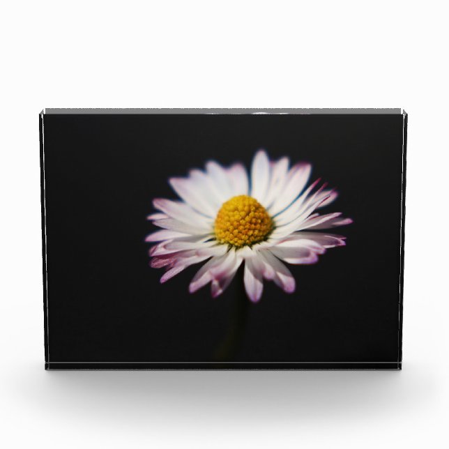 Common Daisy pbcna Photo Block (Front)