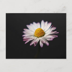 Common Daisy pccnm Postcard