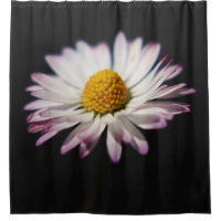 Common Daisy sccnm
