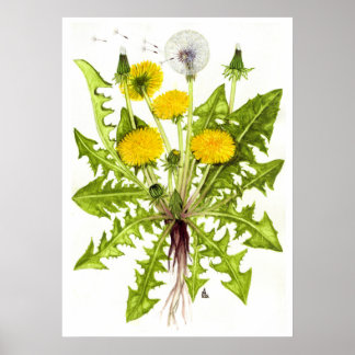 Common Dandelion -- Sue Abonyi Poster