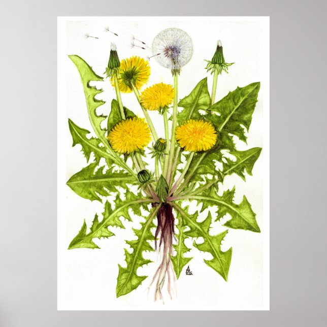 Common Dandelion --  Sue Abonyi Poster (Front)