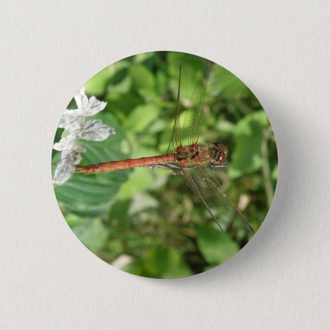 Common Darter Dragonfly Button (Front)