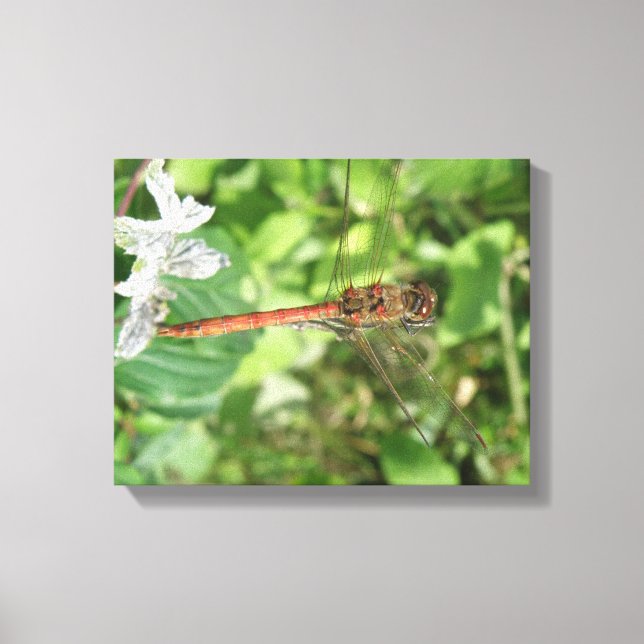 Common Darter Dragonfly Canvas Print (Front)