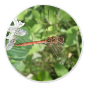 Common Darter Dragonfly Ceramic Knob