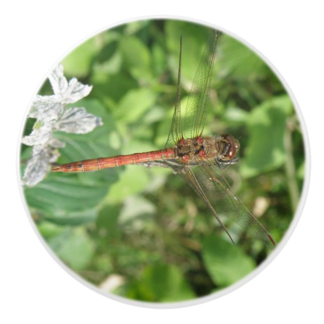 Common Darter Dragonfly Ceramic Knob (Front)