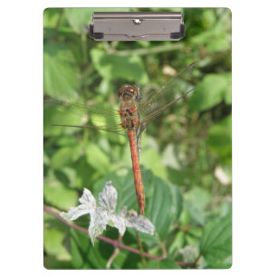Common Darter Dragonfly Clipboard