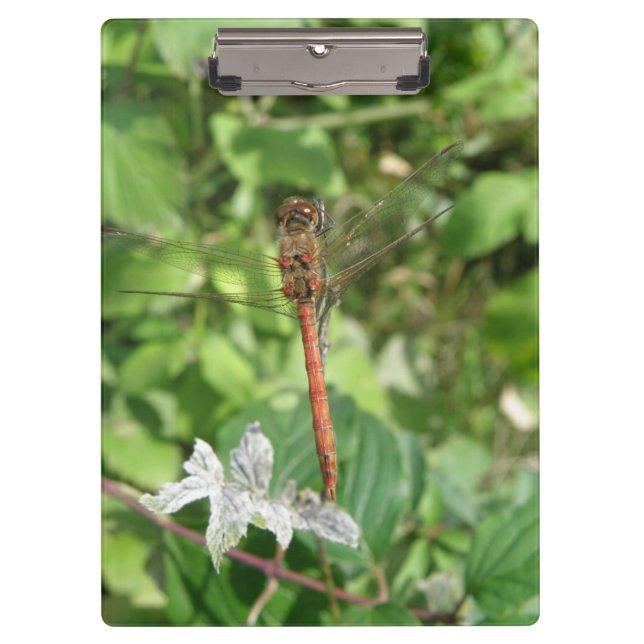 Common Darter Dragonfly Clipboard (Front)