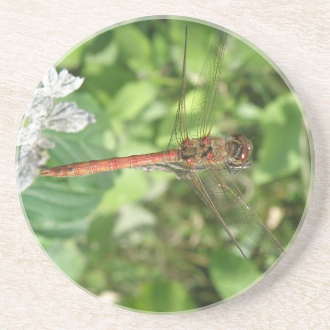 Common Darter Dragonfly Coasters (Front)