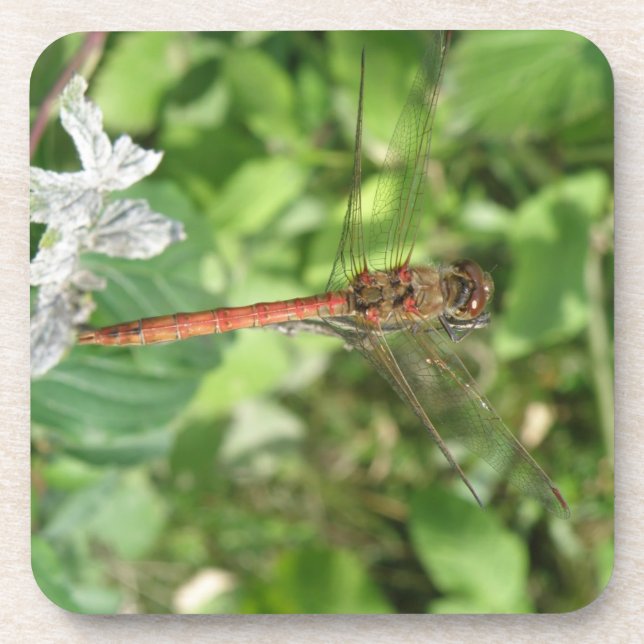 Common Darter Dragonfly Cork Coasters (Front)