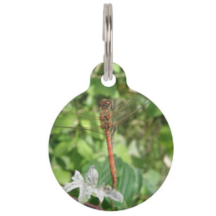 Common Darter Dragonfly Custom Dog Tag
