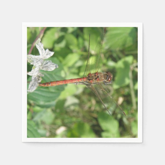 Common Darter Dragonfly Napkins (Front)