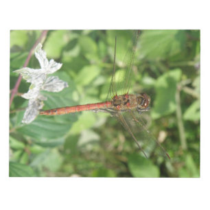 Common Darter Dragonfly Notepad