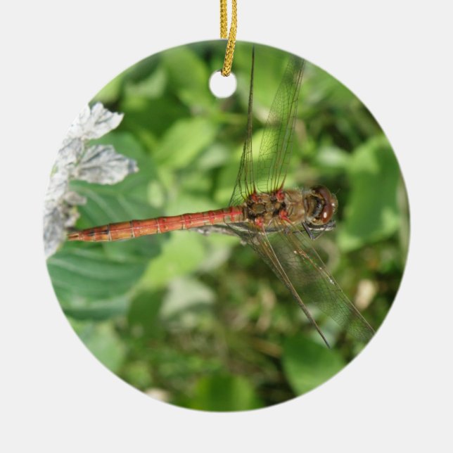Common Darter Dragonfly Ornament (Front)