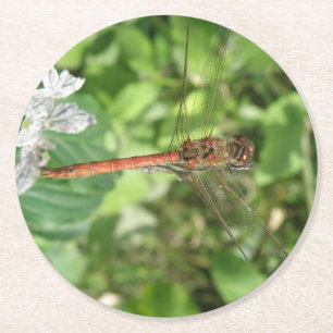 Common Darter Dragonfly Paper Coasters