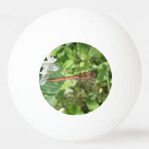 Common Darter Dragonfly Ping Pong Ball