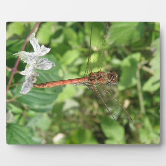Common Darter Dragonfly Plaque (Front)