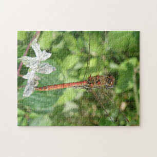 Common Darter Dragonfly Puzzle