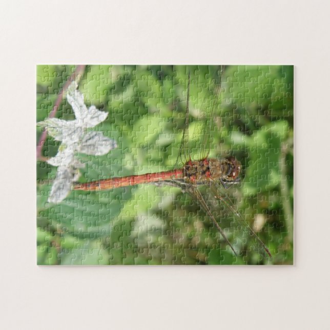 Common Darter Dragonfly Puzzle (Horizontal)