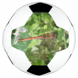Common Darter Dragonfly Soccer Ball