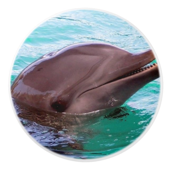 Common Dolphin Ceramic Knob (Front)