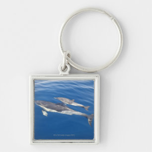 Common Dolphin in the strait Key Ring