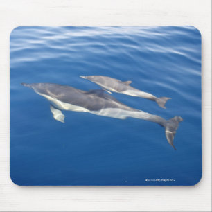 Common Dolphin in the strait Mouse Pad