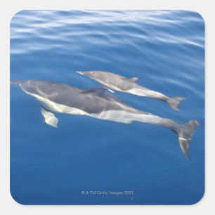 Common Dolphin in the strait Square Sticker