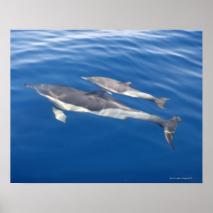 Common Dolphin Poster