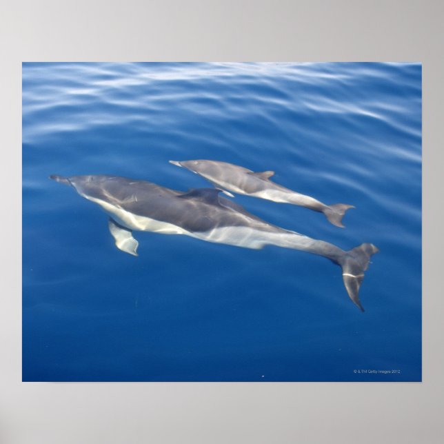 Common Dolphin Poster (Front)