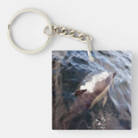 Common Dolphin Surfacing