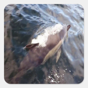 Common Dolphin Surfacing Square Sticker