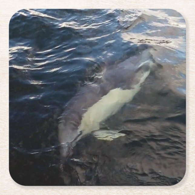 Common Dolphin Swimming Coaster (Front)