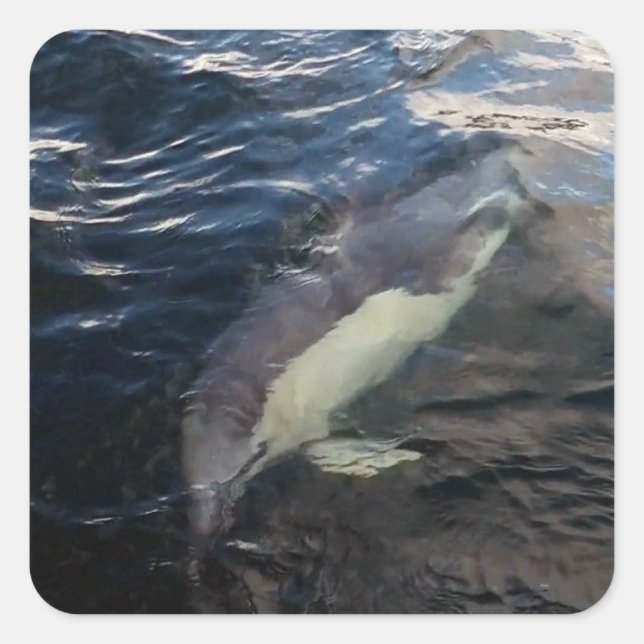 Common Dolphin Swimming  Square Sticker (Front)