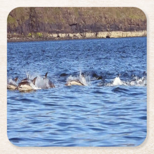 Common Dolphins Porpoising Coaster