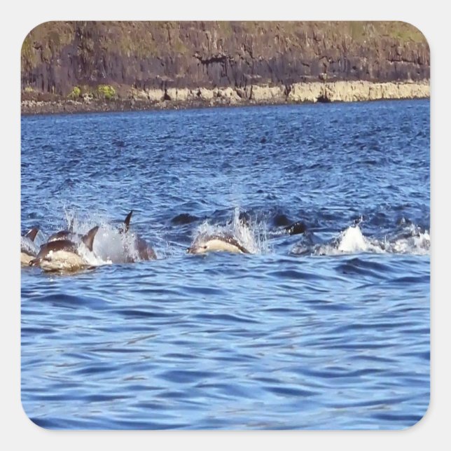 Common Dolphins Porpoising Ocean Marine Nature Art Square Sticker (Front)