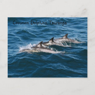 Common Dolphins Postcard